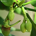 Rhizophora mucronata (Long-fruited Mangrove) at Machans Beach オオバヒルギ<br />Canon EOS 7D + EF70-200 F4L IS +EF1.4xII
